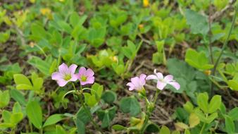 Pink Flower Green
