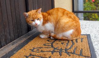 Cat Tomcat red white
