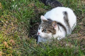 white Cat on green grass close-up