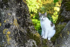 Cat Tree garden