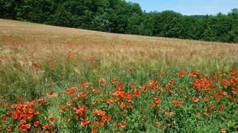 Klatschmohn German Wild Plant