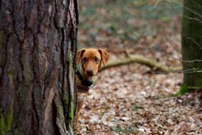 brown dog behind a big tree in the forest