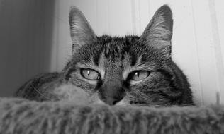 cat with expressive eyes in black and white blurred background