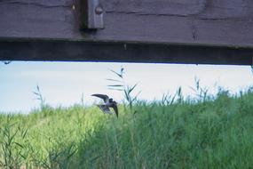 Swallow Bird Flight green grass