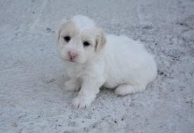 Puppy Dog Coton white