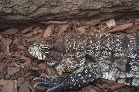 reptile in natural environment near a tree