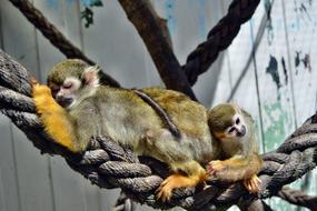 adult and young Monkeys sleeping on rope in zoo