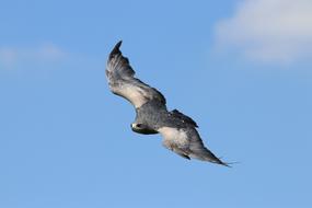 Chilean Eagle Blue sky