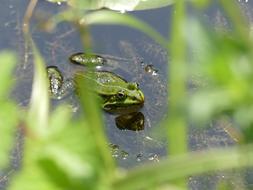 Frog Pond Water