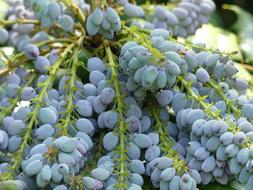 purple ripe grapes