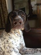 German Shorthaired Pointer