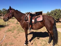 Morgan Horse