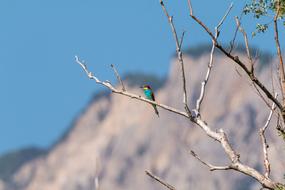 Beautiful, colorful and cute European bee eater, on the branches, near the mountains, under the blue sky