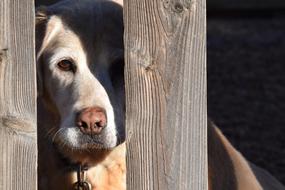 Lab Labrador Retriever Yellow