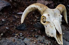 Showing Skull