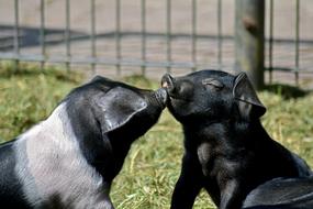 kissing piglets