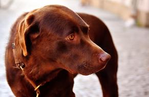 brown house dog on a walk