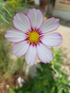 Cosmos Autumn