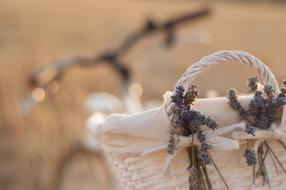 Bike and Lavender Cart