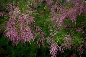 beautiful flowers blooming in the garden on the tree