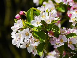Apple Blossom Branch Flowers