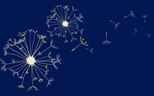 dandelions design background blue white