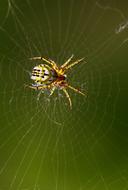 Spider Web Hooked