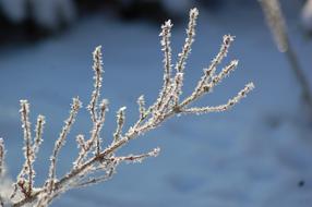 Winter Frost Ripe