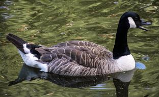 Canadian Goose on water