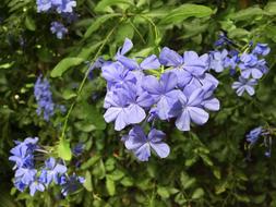 Blue Small Floral