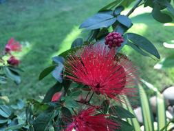 Hibiscus Slender Spend