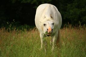 Mold Horse Thoroughbred Arabian
