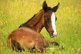Foal Horse Brown