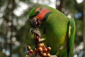 Birds Of Typical Cateches