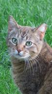 Cat Feral green grass