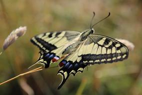 Butterfly Drexel at Summer