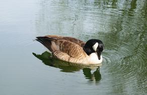 goose with a black head swims in a pond