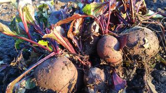 gnawing on vegetables in the ground