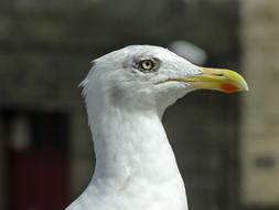 Profile portrait of the cute and beautiful, white seagull, with the colorful beak, in light