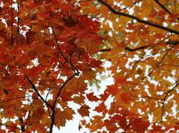Birch Tree Fall