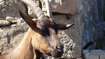 cute goat close up