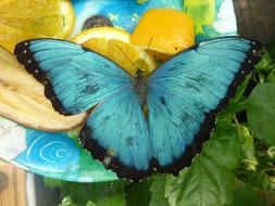 Butterfly Blue Wing and orange