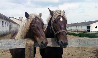 Horses Mares Žrebci