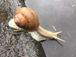 The snail is a beautiful sight
