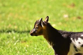 incredibly charming Goat Kid
