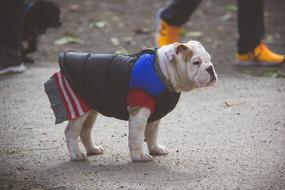 English Bulldog Puppy Sweater Dog