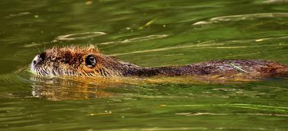 nutria swims in a body of water in a wildlife park