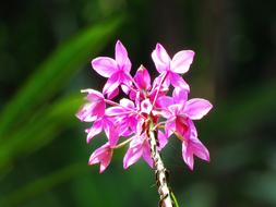 Flowers Fresh Flower Garden Pink
