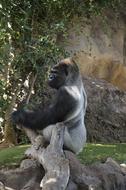 Gorilla Males A Male