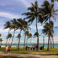 green palm trees in a sea of clouds